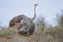 Somali Ostrich (Struthio camelus molybdophanes) female, Buffalo Springs National Reserve, Kenya