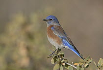 Western Bluebird (Sialia mexicana) male, New Mexico
