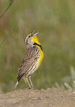 Western Meadowlark (Sturnella neglecta) singing, Montana