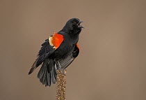 Red-winged Blackbird (Agelaius phoeniceus) male, Ohio