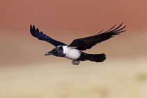 Pied Crow (Corvus albus), Namib-Naukluft National Park, Namibia