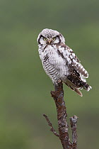 Northern Hawk Owl (Surnia ulula), Varanger, Norway