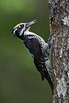 Three-toed Woodpecker (Picoides tridactylus) male, Oulu, Finland