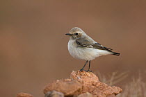 Mourning Wheatear (Oenanthe lugens), Morocco