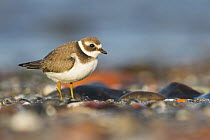 Common Ringed Plover (Charadrius hiaticula), Baden-Wurttemberg, Germany