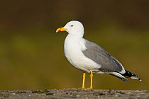 Yellow-legged Gull (Larus michahellis), Bavaria, Germany