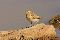 Lesser Short-toed Lark (Calandrella rufescens), Morocco