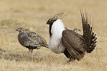 Sage Grouse (Centrocercus urophasianus) male displaying to female at lek, Mono County, California