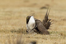 Sage Grouse (Centrocercus urophasianus) male mounting female, Mono County, California