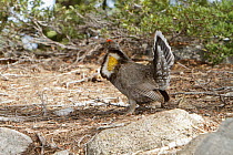 Sooty Grouse (Dendragapus fuliginosus) male, Mariposa County, California