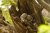 Spotted Owlet (Athene brama) pair in tree trunk, Bangkok, Thailand