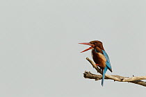 White-throated Kingfisher (Halcyon smyrnensis) calling, Phetchaburi, Thailand