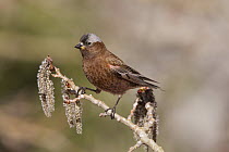 Grey-crowned Rosy-Finch (Leucosticte tephrocotis), Inyo County, California