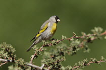 Lawrence's Goldfinch (Carduelis lawrencei) male, Kern County, California