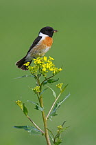 European Stonechat (Saxicola rubicola) male carrying insect prey, Rhineland-Palatinate, Germany