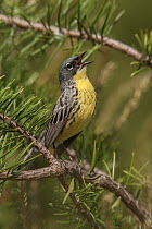 Kirtland's Warbler (Setophaga kirtlandii) singing male, Ogemaw County, Michigan