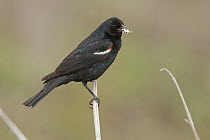 Tricolored Blackbird (Agelaius tricolor) carrying insect prey, Kern County, California