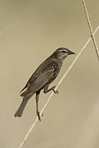 Tricolored Blackbird (Agelaius tricolor) female, Kern County, California