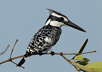 Pied Kingfisher (Ceryle rudis), Gambia