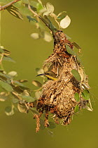Olive-backed Sunbird (Cinnyris jugularis) female, Kaeng Krachan, Thailand