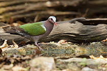 Emerald Dove (Chalcophaps indica), Kaeng Krachan, Thailand