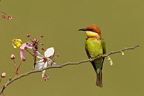 Chestnut-headed Bee-eater (Merops leschenaulti), Khao Yai National Park, Thailand