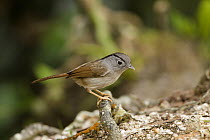 Mountain Fulvetta (Alcippe peracensis), Fraser's Hill, Malaysia