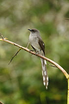 Long-tailed Sibia (Heterophasia picaoides), Fraser's Hill, Malaysia