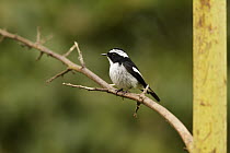 Little Pied Flycatcher (Ficedula westermanni), Fraser's Hill, Malaysia