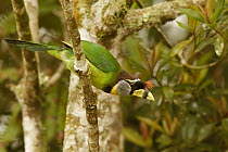 Fire-tufted Barbet (Psilopogon pyrolophus), Fraser's Hill, Malaysia