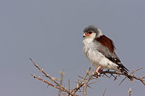Pygmy Falcon (Polihierax semitorquatus), Etosha National Park, Namibia