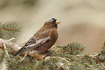 Grey-crowned Rosy-Finch (Leucosticte tephrocotis), Inyo County, California