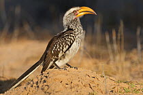 Southern Yellow-billed Hornbill (Tockus leucomelas), Kgalagadi Transfrontier Park, Northern Cape, South Africa