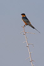 Red-breasted Swallow (Cecropis semirufa), Etosha Nationalpark, Oshikoto, Namibia