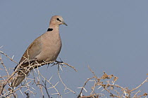 Ring-necked Dove (Streptopelia capicola), Etosha Nationalpark, Oshikoto, Namibia