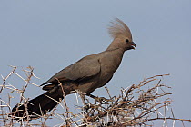 Grey Go-away-bird (Corythaixoides concolor), Etosha Nationalpark, Oshikoto, Namibia