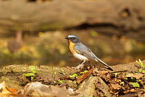 Tickell's Blue-Flycatcher (Cyornis tickelliae) male, Kaeng Krachan, Thailand