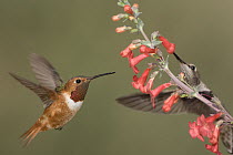Rufous Hummingbird (Selasphorus rufus) male, Kern County, California