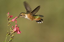 Rufous Hummingbird (Selasphorus rufus) female feeding on nectar, Kern County, California