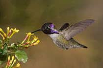 Costa's Hummingbird (Calypte costae) male feeding on nectar, Kern County, California