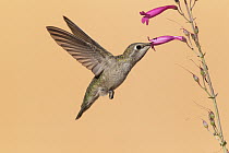 Costa's Hummingbird (Calypte costae) female feeding on nectar, Kern County, California