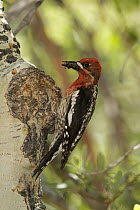 Red-breasted Sapsucker (Sphyrapicus ruber), Inyo County, California