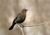 Rusty Blackbird (Euphagus carolinus), Saskatchewan, Canada