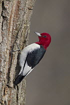 Red-headed Woodpecker (Melanerpes erythrocephalus), Ohio