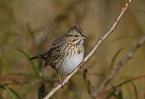 Lincoln's Sparrow (Melospiza lincolnii), Ohio
