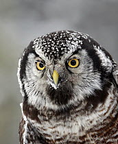 Northern Hawk Owl (Surnia ulula), Saskatchewan, Canada