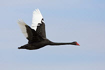 Black Swan (Cygnus atratus) flying, Victoria, Australia