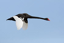 Black Swan (Cygnus atratus), Victoria, Australia