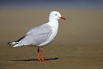Silver Gull (Larus novaehollandiae), New South Wales, Australia