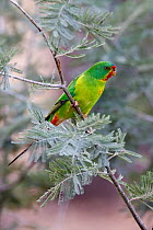 Swift Parrot (Lathamus discolor), Australia